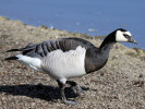 Barnacle Goose (WWT Slimbridge April 2011) - pic by Nigel Key